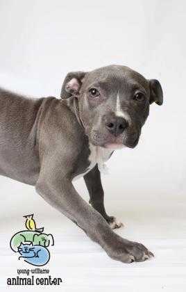 Adopt Shannara a Gray/Blue/Silver/Salt & Pepper Mixed Breed (Large) / Mixed dog