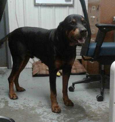 Adopt Rocky a Black Rottweiler / Mixed dog in Greenville, KY (22826551)