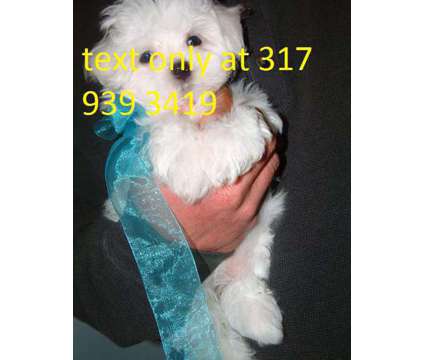 vbhjncbjnhg adorable maltese pups for sale