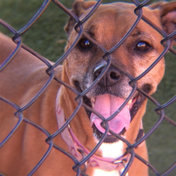 Adopt Gina a Boxer / Mixed dog in Dallas, TX (20518000)