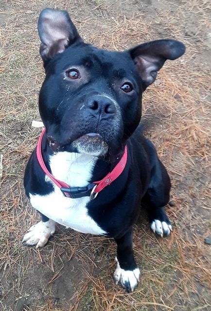 Adopt Turbo a Pit Bull Terrier / Mixed dog in Port Jervis, NY (24626187)