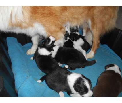 Border Collie pups