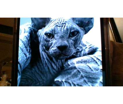 Sphynx Kitten rare BLUE Gray Color