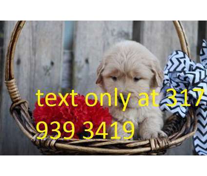 gfnbbgvngfnf golden retriever Puppies For Sale
