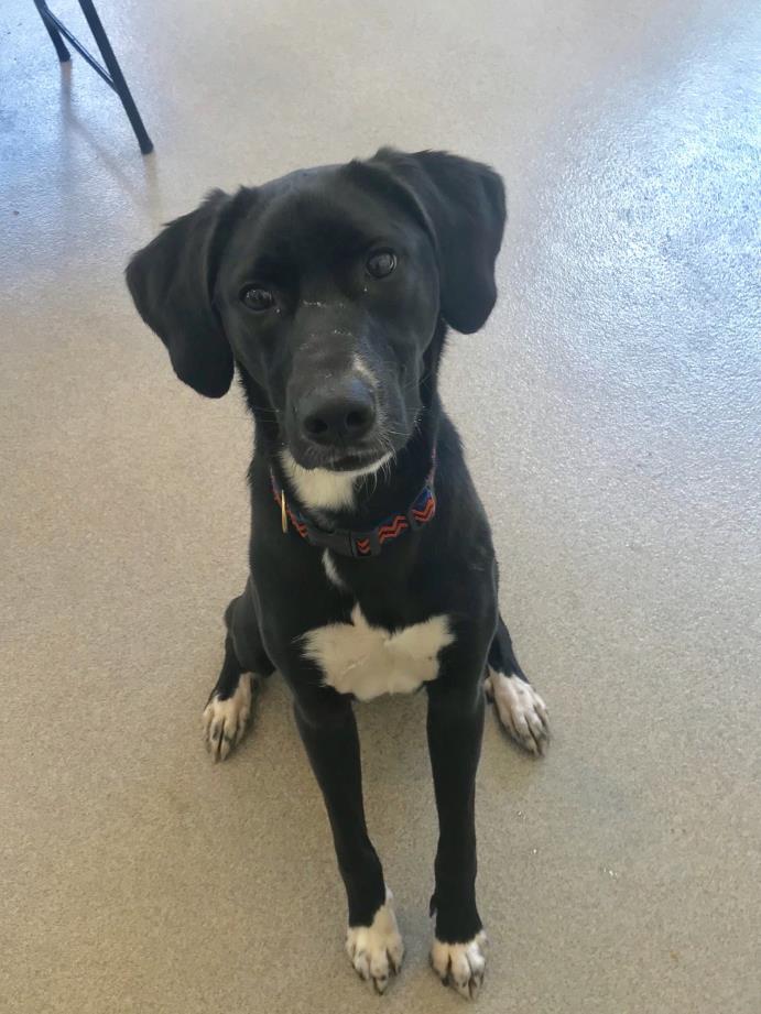 Adopt Orion a Black - with White Labrador Retriever / Mixed dog in Peace Dale