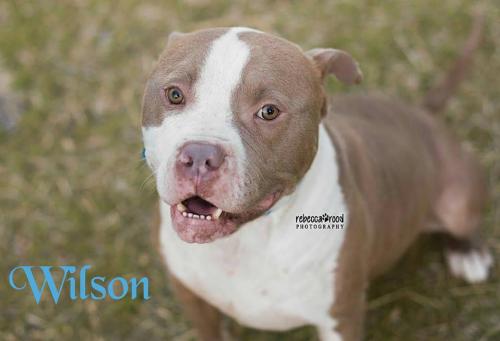 Adopt Wilson a Pit Bull Terrier