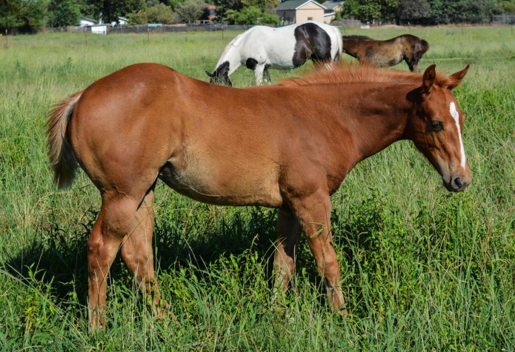 2018 AQHA Sorrel Filly Reduced