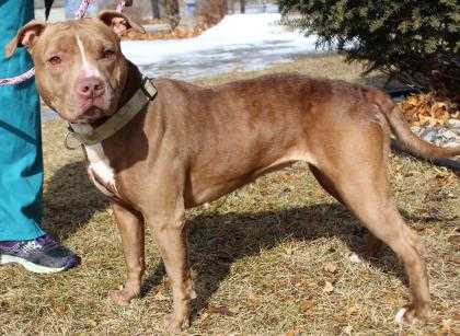 Adopt Kesha a Red/Golden/Orange/Chestnut American Pit Bull Terrier / Mixed dog