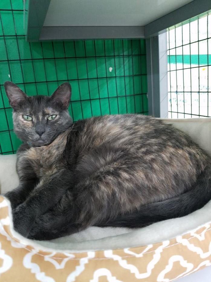 Adopt Shyanne a Domestic Short Hair