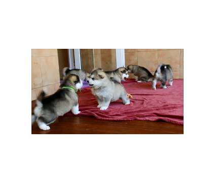 Awesome Alaskan Malamute Purebred Puppy Litters for Sale..Text (915 x 642 x 9644