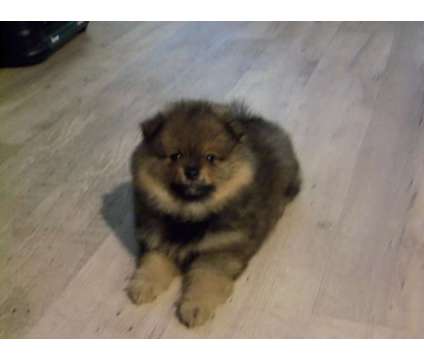 Pomeranian puppy