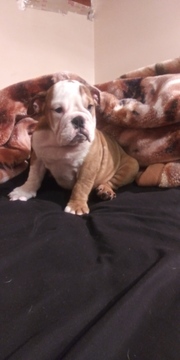 Bulldog PUPPY FOR SALE ADN-118887 - Molly