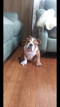 Bulldog PUPPY FOR SALE ADN-118875 - Kim