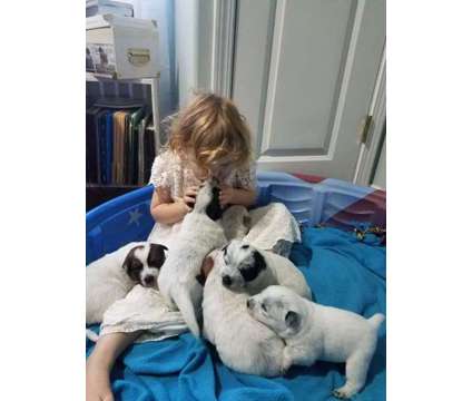 Austalian Cattle Puppies