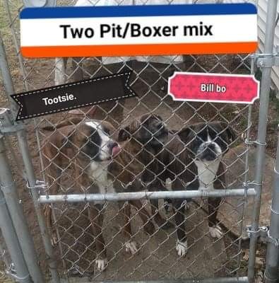 Adopt Bilbo a Brindle Boxer / Coonhound (Unknown Type) / Mixed dog in Dayton