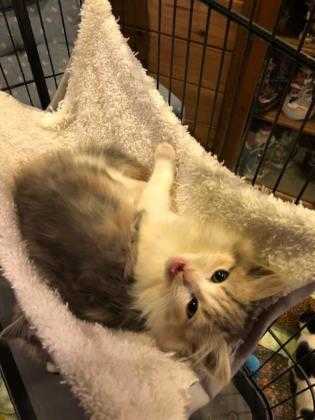 Adopt Paglierino a White Domestic Longhair / Domestic Shorthair / Mixed cat in