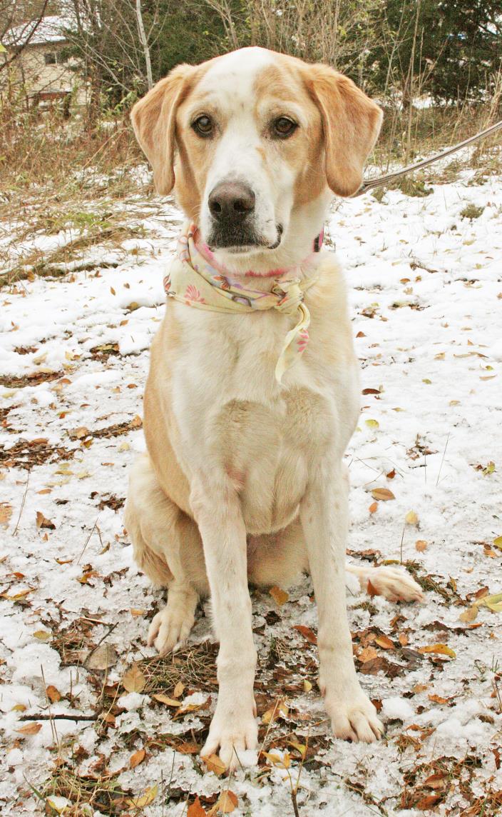 Adopt Sadie a Retriever, Labrador Retriever