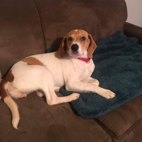 Adopt Gypsy a Tan/Yellow/Fawn Beagle dog in Harrisonburg, VA (24625927)