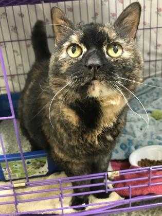 Adopt Freya a All Black Domestic Shorthair / Domestic Shorthair / Mixed cat in