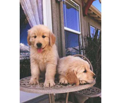 Beautiful Golden Retriever Puppies for Sale! -