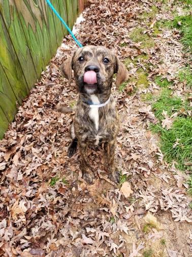 Adopt Triumph a Plott Hound, Mixed Breed