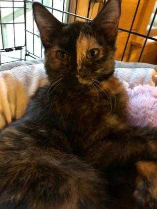 Adopt Frabosa a All Black Domestic Shorthair / Domestic Shorthair / Mixed cat in