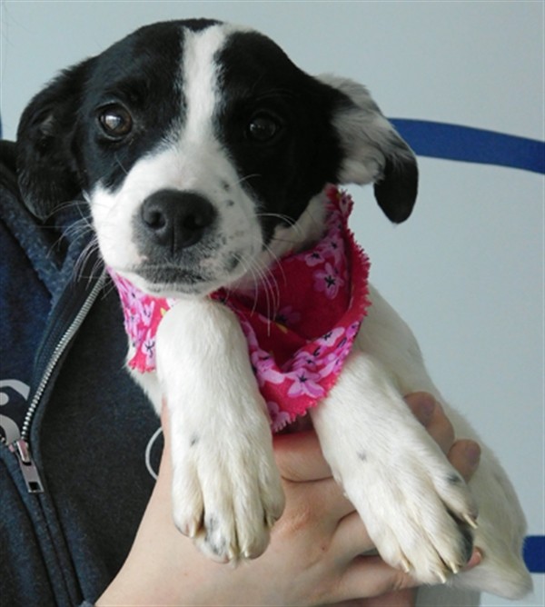 Adopt Banana a Labrador Retriever / Mixed dog in Topeka, KS (24676238)