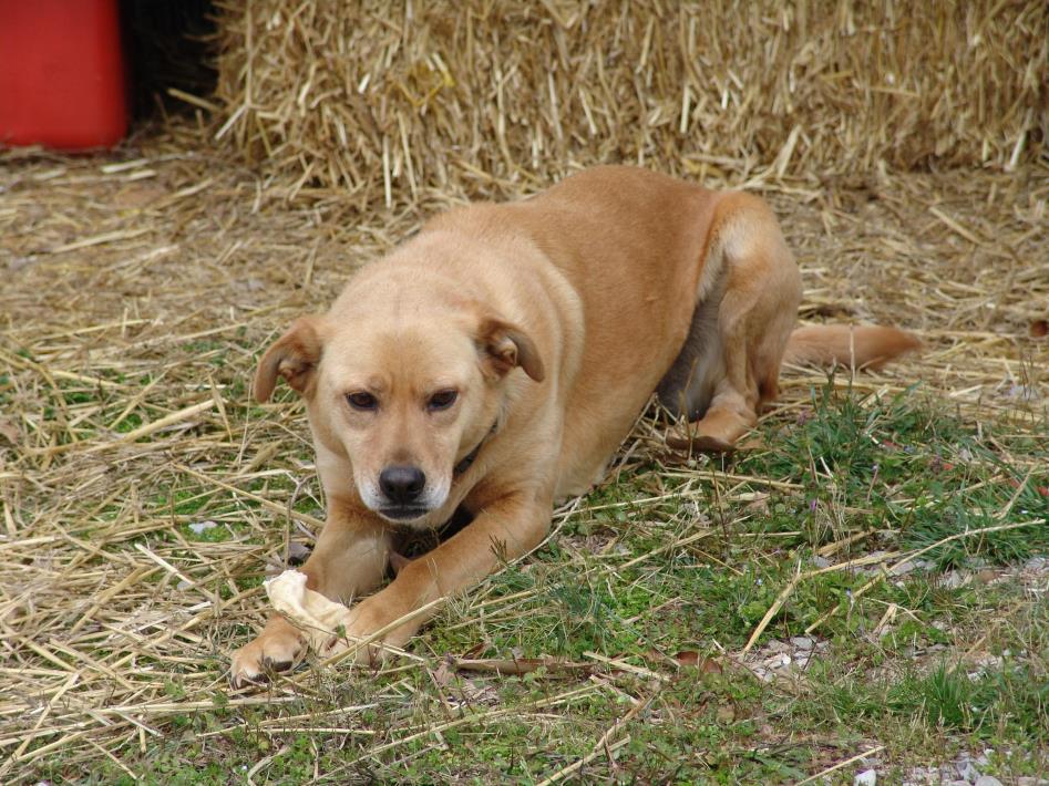 Adopt Ivory a Labrador Retriever