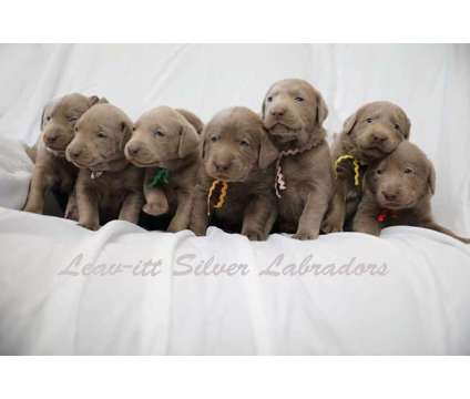Labrador Retreiver Silver Puppies