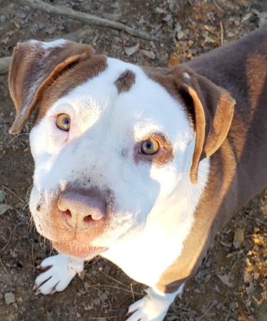 Adopt Nina a White - with Brown or Chocolate American Staffordshire Terrier /