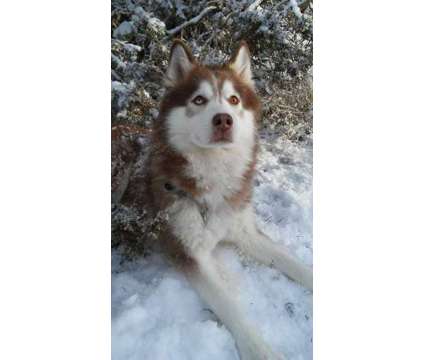 Malamute/husky puppies