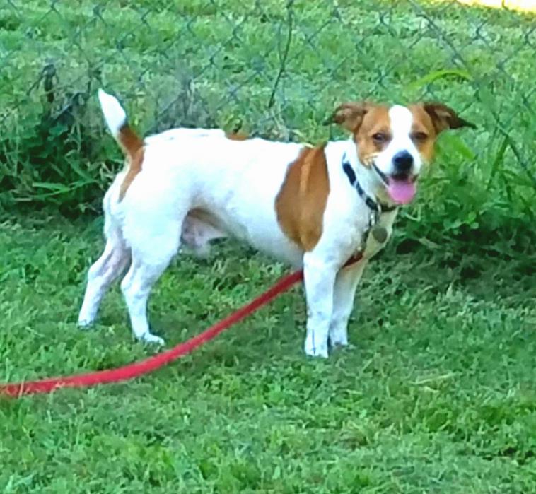 Adopt FREDDIE a White - with Brown or Chocolate Jack Russell Terrier / Mixed dog