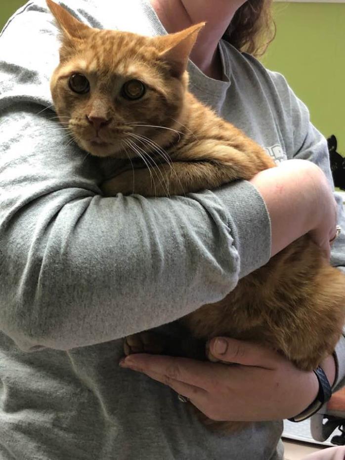 Adopt Teto a Orange or Red Tabby Domestic Shorthair (short coat) cat in Joplin