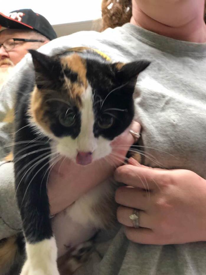 Adopt Shimmer a Calico or Dilute Calico Calico (long coat) cat in Joplin