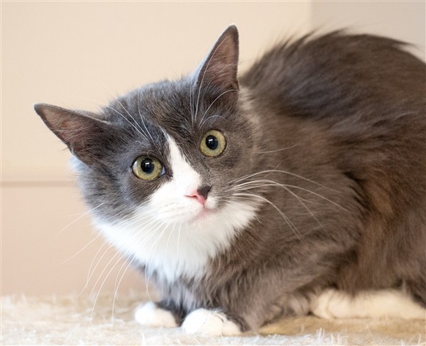 Adopt Olive a Domestic Longhair / Mixed cat in San Luis Obispo, CA (24675954)