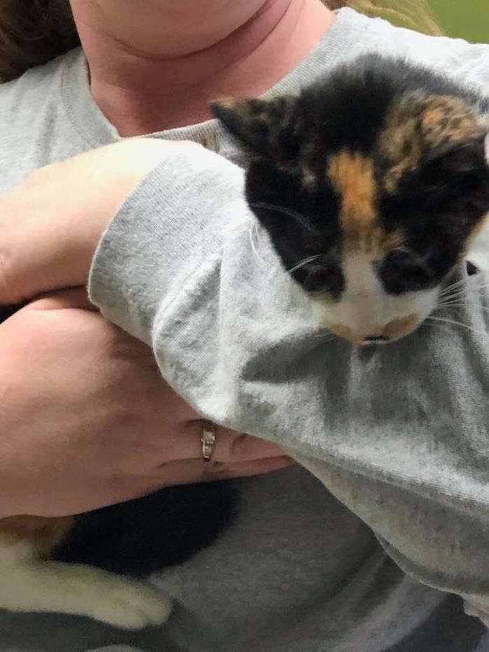 Adopt Sparkle a Calico or Dilute Calico Calico (short coat) cat in Joplin