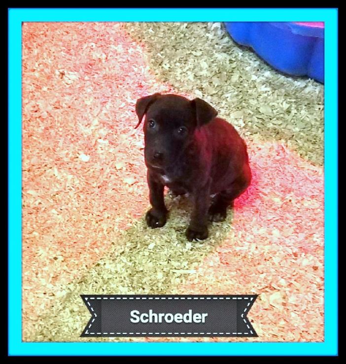 Adopt Schroeder a Labrador Retriever
