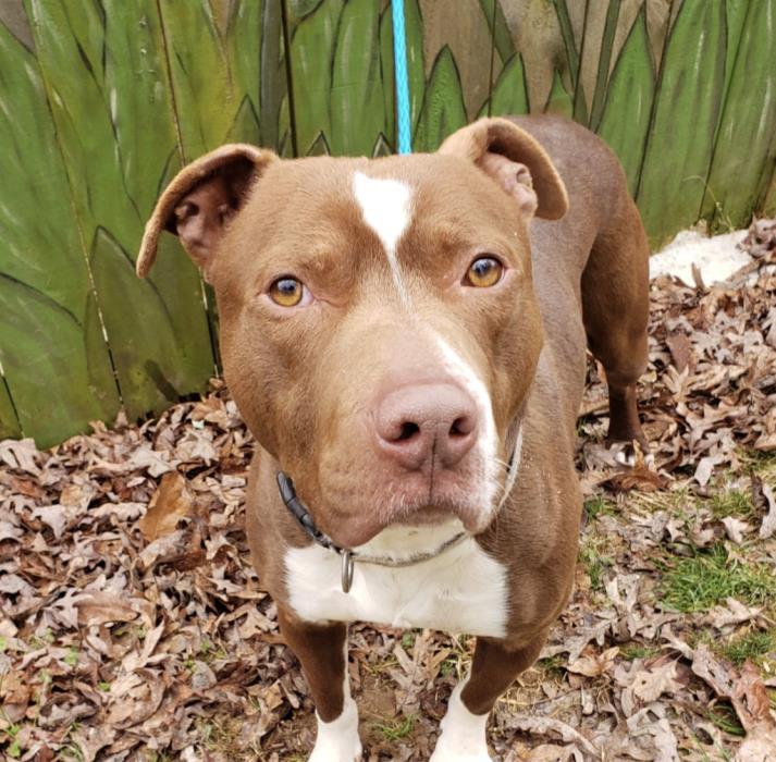Adopt YoYo *FOSTER NEEDED* a Pit Bull Terrier