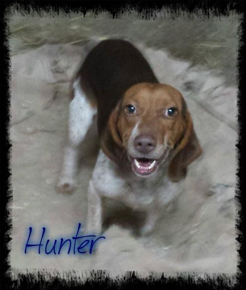 Adopt Hunter a Hound