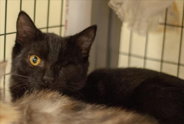 Adopt Azlyn a Domestic Mediumhair / Mixed cat in Charlottesville, VA (24675946)