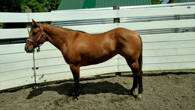 2009 Dun Mare For Sale