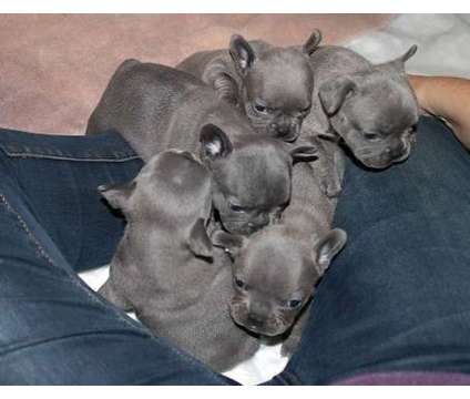 Dwii Blue French Bulldog Puppies