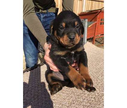 100% Proven Rottweiler puppies