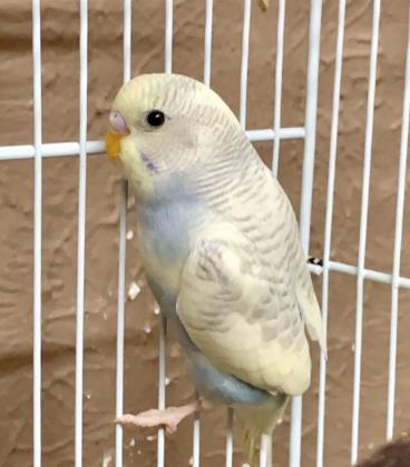Adopt Benbrook~ Parakeets! a Parakeet (Other)