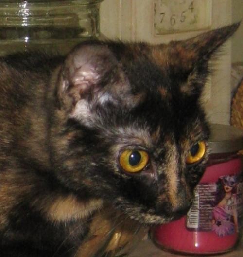 Adopt Snickers a Tortoiseshell Domestic Shorthair / Mixed (short coat) cat in