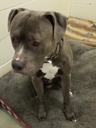 Adopt Zeus a American Staffordshire Terrier