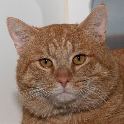 Adopt Kovu a Orange or Red Tabby Domestic Shorthair (short coat) cat in
