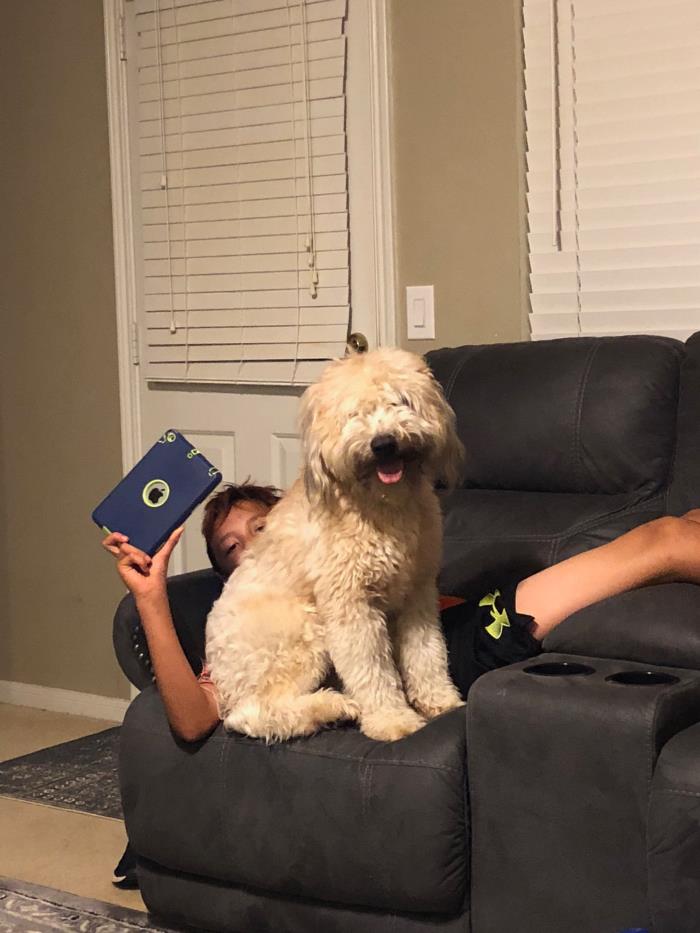 Adopt Chewy IV a Wheaten Terrier