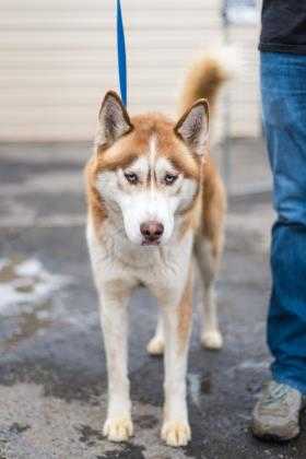 Adopt Malakai a Red/Golden/Orange/Chestnut Husky / Mixed dog in Fresno CA