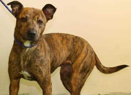 Adopt Roxy a Red/Golden/Orange/Chestnut Mixed Breed (Large) / Mixed dog in
